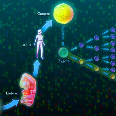 Genetic Mutations and Disease