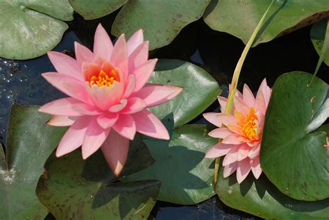 Fall & Winter Care of Hardy Water Lilies – Dragonfly Aquatics