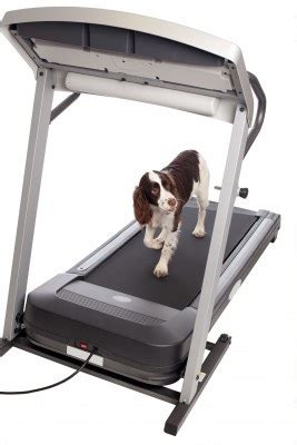 Dog Treadmill: Why Your Canine Needs It