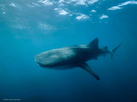 Female Whale Sharks Overtake Males to Become World’s Largest Fish | Sci ...