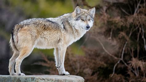 ¿Cómo salvar al lobo gris mexicano de la extinción? | Telemundo