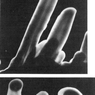 Scanning electron micrographs showing the difference in a-Fe203 blade... | Download Scientific ...