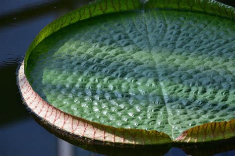 "Victoria Amazonica" Images – Browse 2,673 Stock Photos, Vectors, and Video | Adobe Stock