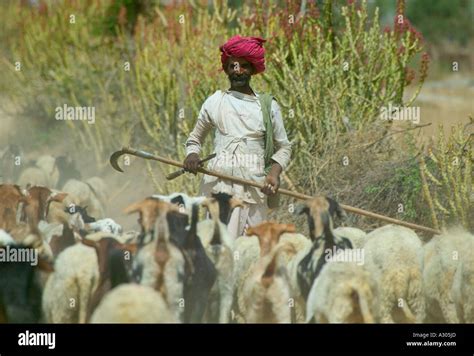 Man herding sheep Rajasthan India Stock Photo - Alamy