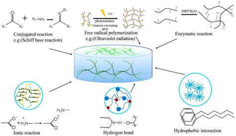 Poly(N-isopropylacrylamide)-Based Hydrogels | Encyclopedia MDPI