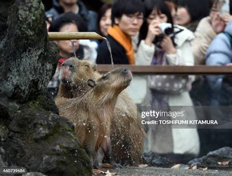 120 Japan A Capybara Stock Photos, High-Res Pictures, and Images ...