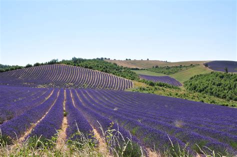 Lavender fields in Provence, France wallpapers and images - wallpapers, pictures, photos