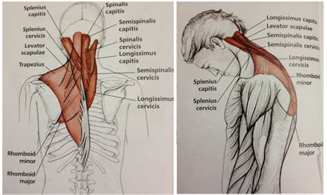 Stretch Sequence to Relieve Tension in the Neck & Shoulders
