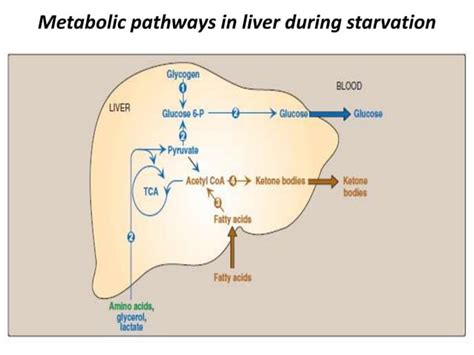 Blood glucose homeostasis | PPT