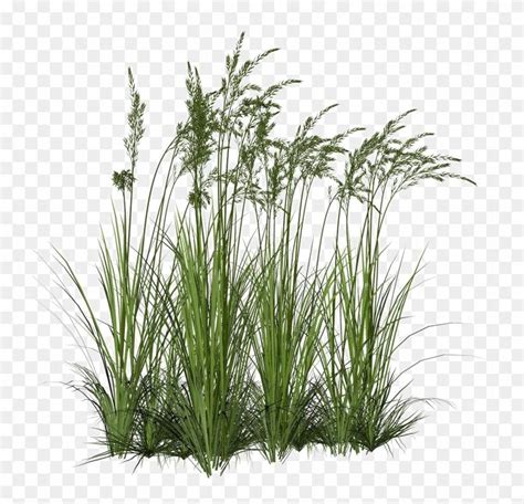 Long Grass Png Image Background Transparent Background Tall Grass Png ...