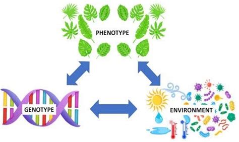 Genotype, phenotype and environmental interactions | Download Scientific Diagram