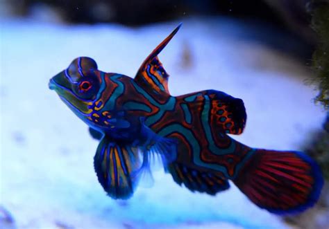 Mandarin Fish Facts – 7 Little known Facts – Fishkeeping Forever