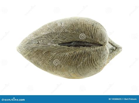 Quahog Clam Muscle Royalty Free Stock Photo - Image: 10588655