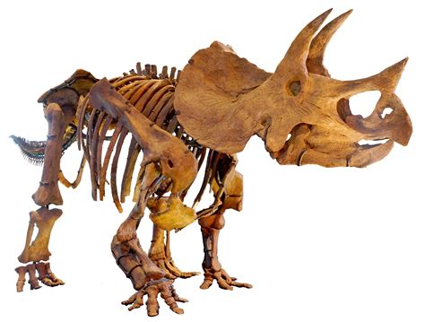 File:LA-Triceratops mount-2.jpg - Wikimedia Commons