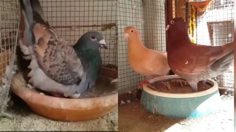 Racing Red Homing Pigeons - YouTube