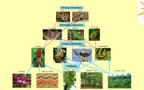 Tropical Rainforest Food Web by Andrea Vogt on Prezi Next