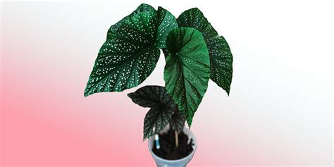 Angel Wing Begonia: Plant Care & How to Grow | Plantcarefully