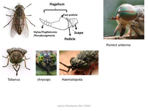 Brachycera (tabanus), Md Abdul Alim, CVASU, Bangladesh