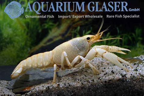 Procambarus clarkii White - Aquarium Glaser GmbH