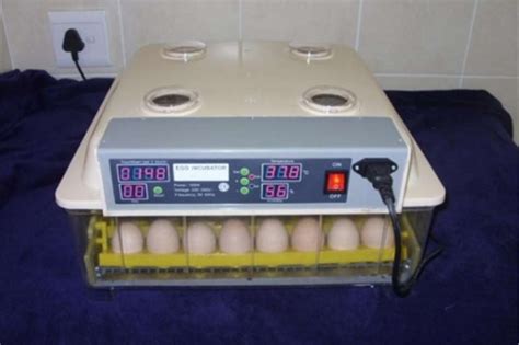 where to buy Parrot Egg Incubator Online - Buy Incubator Online