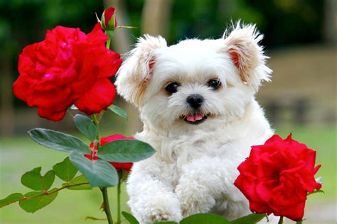 Fluffy Puppy Wallpapers - Top Free Fluffy Puppy Backgrounds ...