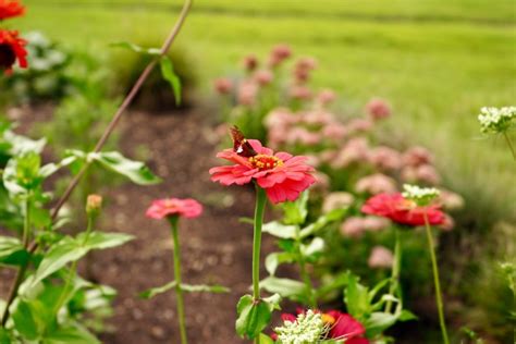 Top 20 Carrot Companion Plants For Your Garden - Geeky Greenhouse