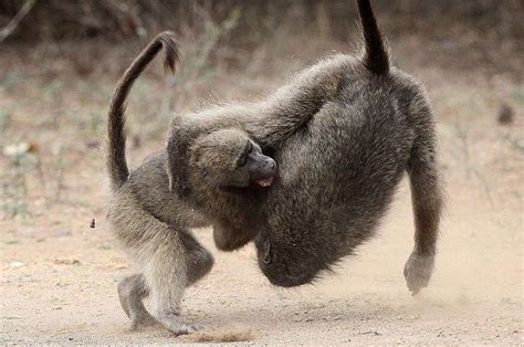 PIC BY KOBUS SAAYMAN/ CATERS NEWS - (PICTURED: The two baboons rolling ...