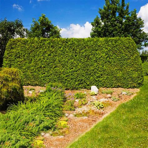 American Arborvitaes for Sale – BrighterBlooms.com