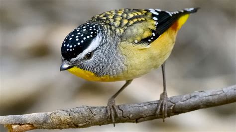 35 images magnificent forty-spotted Pardalote – one of Australia’s ...