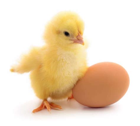 Ordering Hatching Eggs: What to Expect | EcoFarming Daily