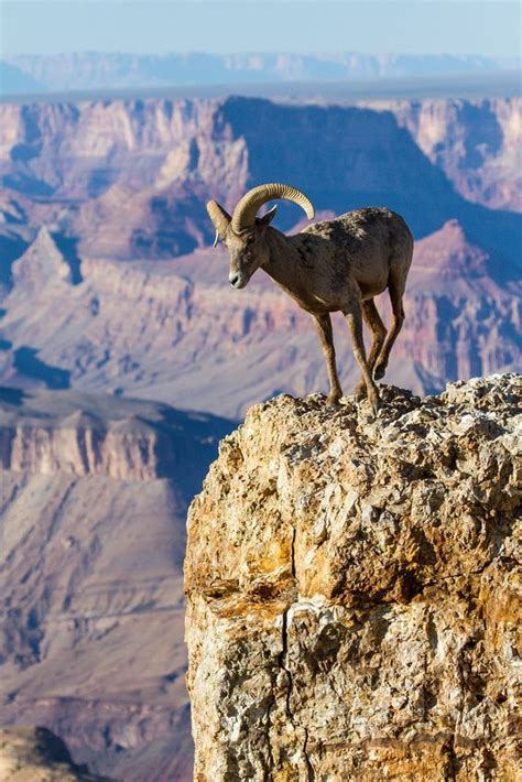 Grand Canyon National Park Photography by James Marvin Phelps | Animals ...