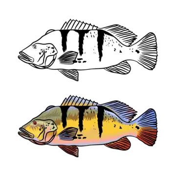 Fish Vector Graphics Illustration For Lover, Fish, Graphics, Vector PNG ...