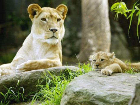 Wild Life Sydney Zoo: Get the Detail of Wild Life Sydney Zoo on Times ...