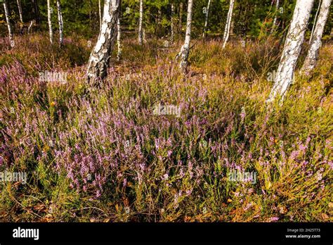 Autumn landscape of forest with undergrowth shrub of common heather - Calluna vulgaris - in full ...