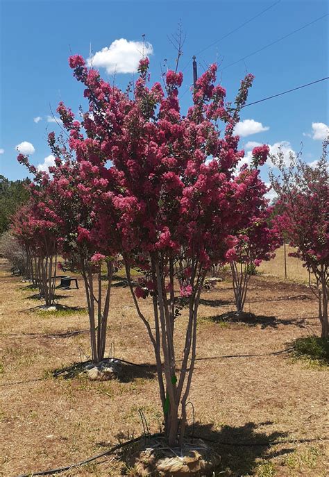 Tonto Crape Myrtle (Lagerstroemia indica ‘Tonto’) | LAWNS Tree Farm