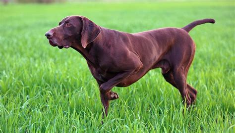 9 Popular Brown Dog Breeds And Why They Are Lovable