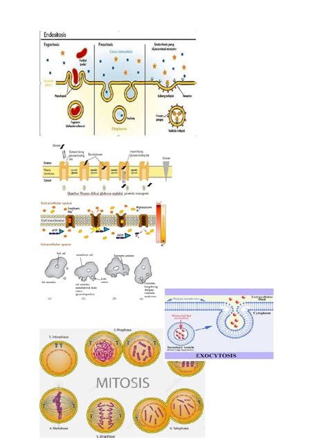 Gambar Biologi | PDF