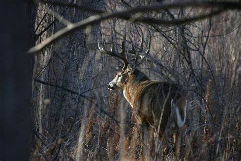 White-tailed Deer Wallpapers - Wallpaper Cave