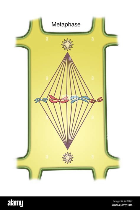 Diagram of Metaphase of Mitosis in a plant cell Stock Photo - Alamy