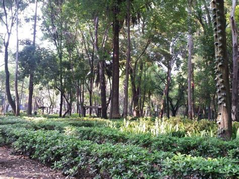 Parque México, la Condesa, CDMX Tree Trunk, Trunks, Plants, Parks, Drift Wood, Tree Trunks ...