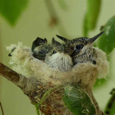 Everything About Hummingbird Nests - Impressive Facts to Know All in ...