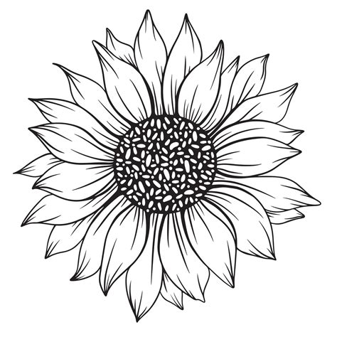 sunflower line art, sunflower line drawing, floral line drawing ...