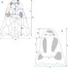 Ornamentation of dermal bones of Metoposaurus krasiejowensis and its ecological implications [PeerJ]