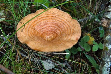 An Edible Circular Orange Edible Mushroom Surrounded by Moss and Herbs ...