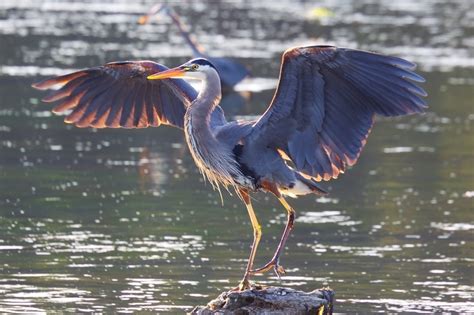 Heron Meaning and Symbolism and the Heron Spirit Animal