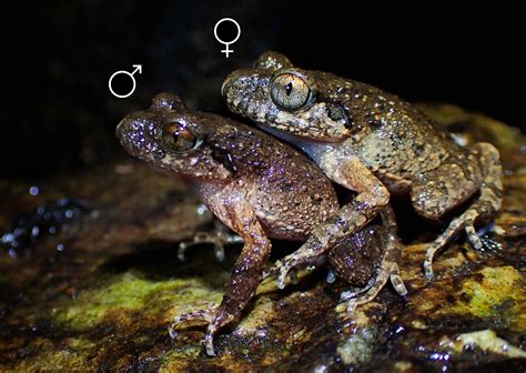 Student discovers unique reproductive behavior in frog species