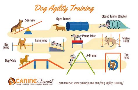 How To Get Started In Dog Agility Training (Equipment, Courses & More)