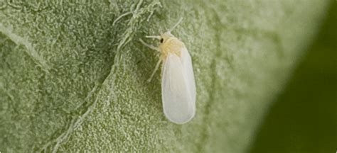 Whitefly | Agriculture and Food