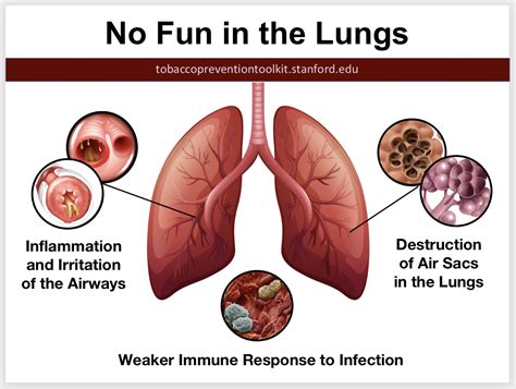 Nicotine Effects On Brain