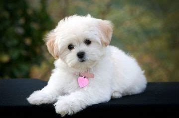 180+ Lovable Maltese Dog Names 2020 - The Dogman